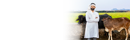 Dairy Loan